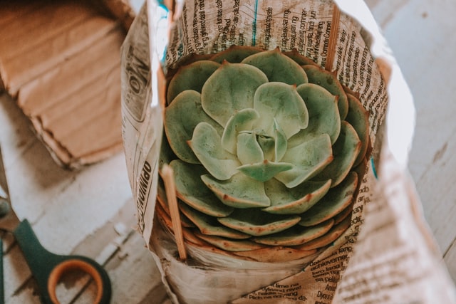 safely moving your houseplant